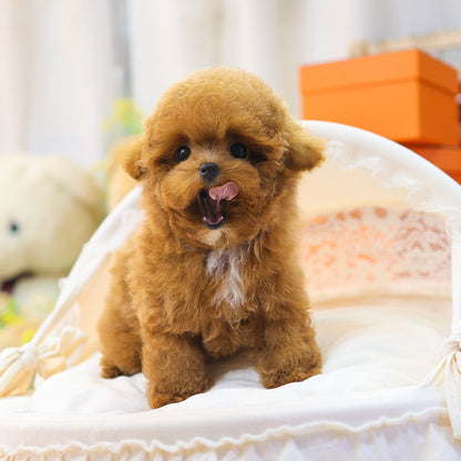 Poodle - Banana (Male)