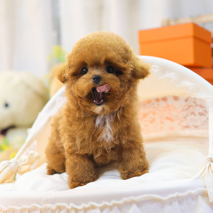 Poodle - Banana (Male) $2500