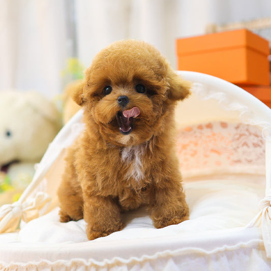 Poodle - Banana (Male)