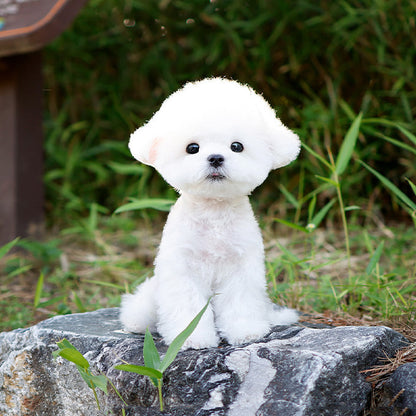 Bichon Frise - Mato (Male)