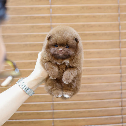 Pomeranian - Choring (Female)