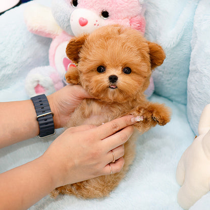 Maltipoo - Poket (Male)