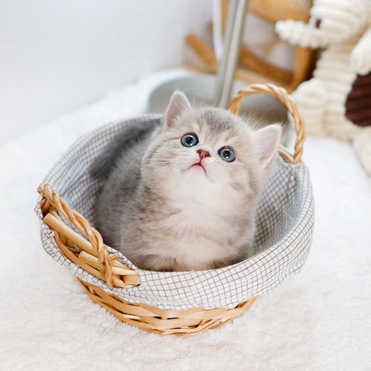 Munchkin - Ttangkong (Male)