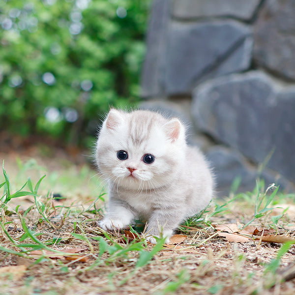 Munchkin - Rough (Male)