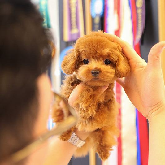 Poodle - Mongyi (Male)