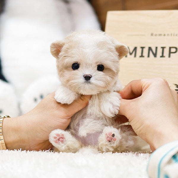 Maltipoo - Joyong (Female)