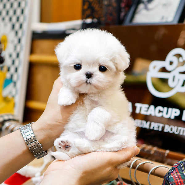 Maltese - Jjinggu (Female)