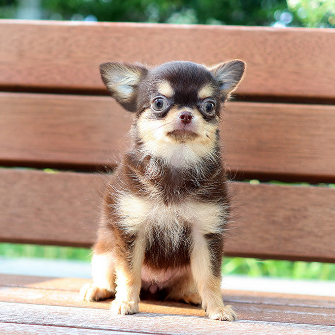 Chihuahua - Wachi (Female)