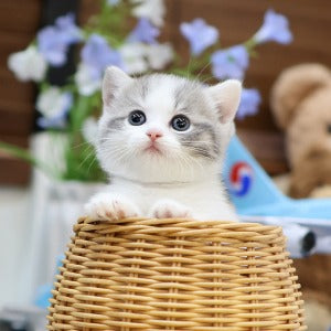 Munchkin - Myaong (Female)