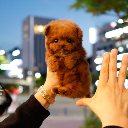 Poodle - Obong (Male)