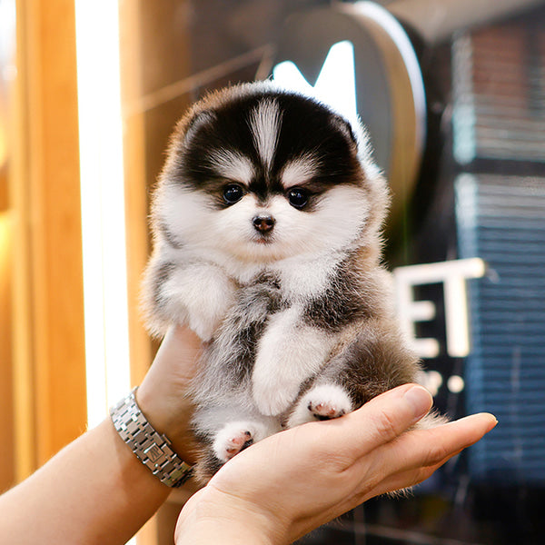 Pomsky - Dinggo (Female)