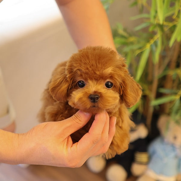 Poodle - Mongyi (Male)