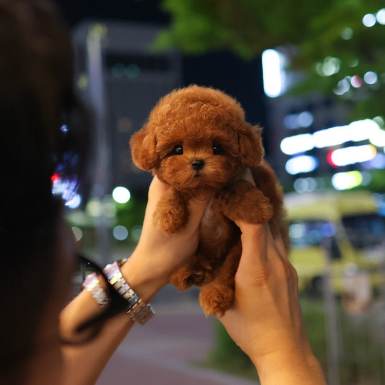 Poodle - Roy (Female)