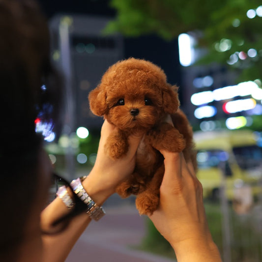 Poodle - Roy (Female)