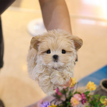 Maltipoo - Ppotto (Male)