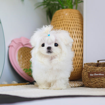 Maltese - Bono (Male)