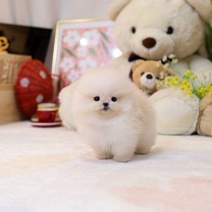 Pomeranian - Pujim (Male)