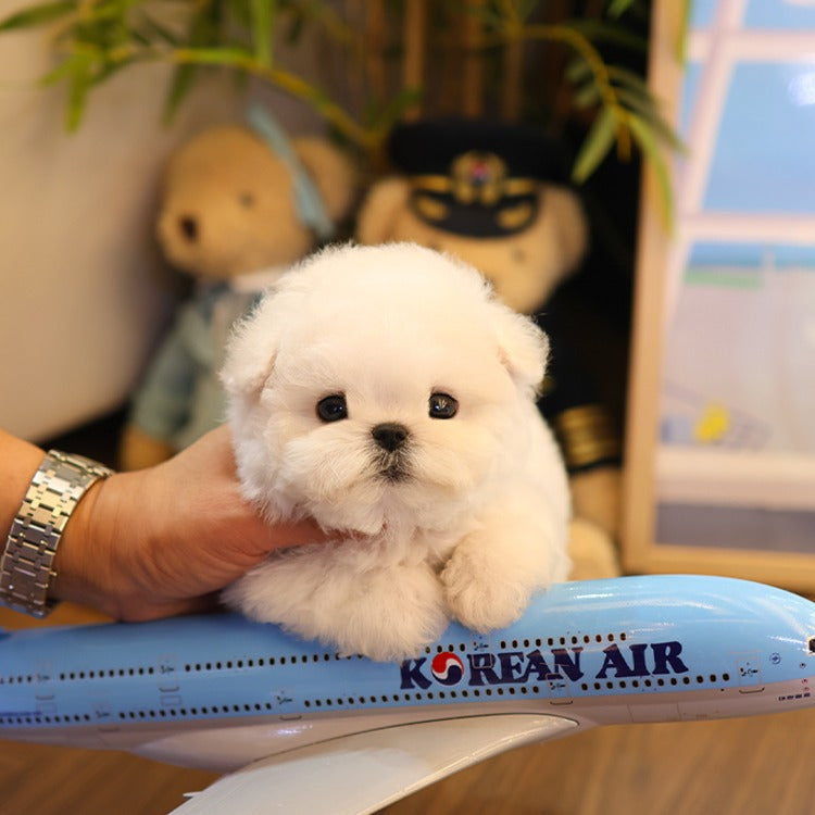 Bichon frise - Rosa (Female)