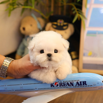 Bichon frise - Rosa (Female)
