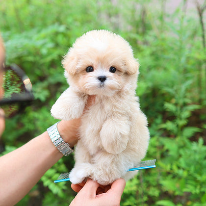Maltipoo - Ddoddi (Male)