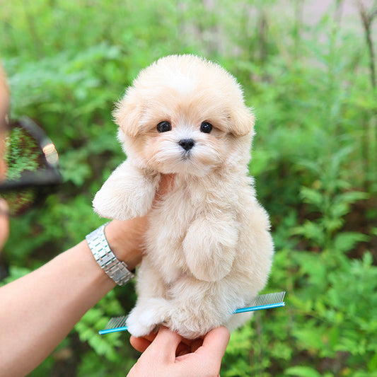 Maltipoo - Ddoddi (Male)
