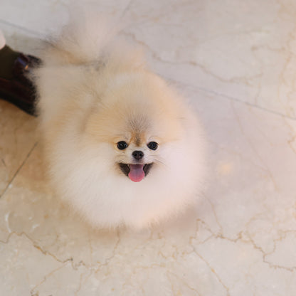 Pomeranian - Miwoo (Female) $9400