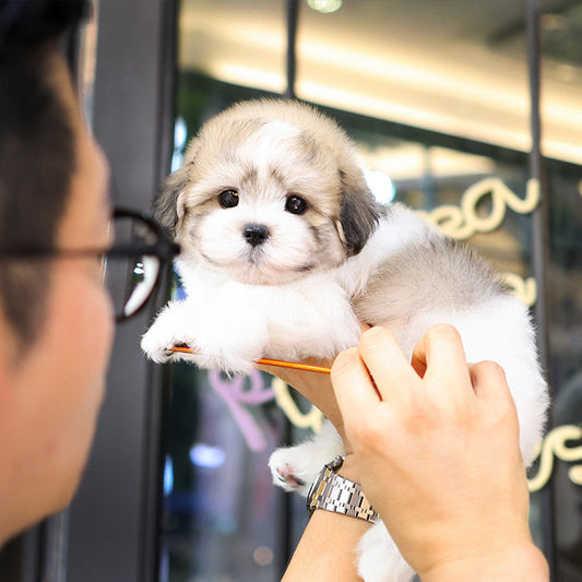 Coton de Tulear - Bangja (Male)