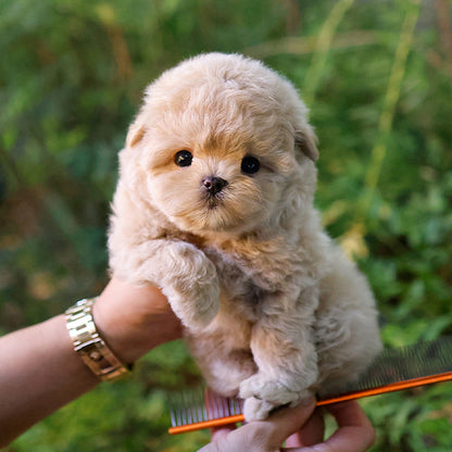 Maltipoo - Dangdang (Male)