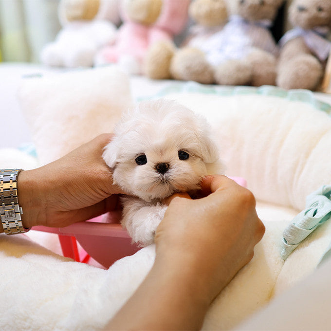 Maltese - Romein (Male)