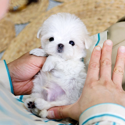 Maltese - Uang (Male)