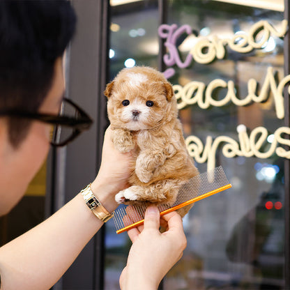 Maltipoo - Gorani (Male)