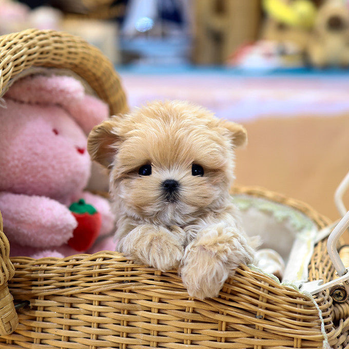 Maltipoo - Ppotto (Male)