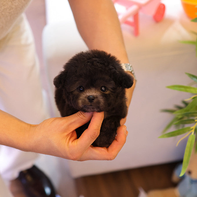 Poodle - Kkomdol (Male)