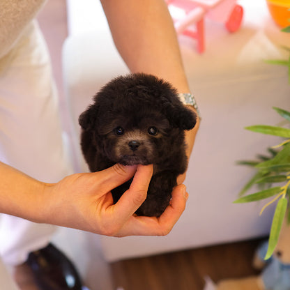 Poodle - Kkomdol (Male)