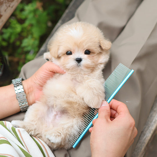 Maltipoo - Ddoddi (Male)