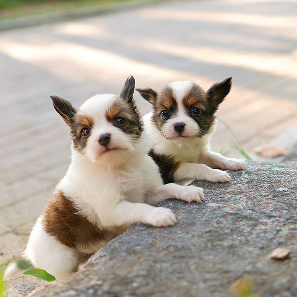 Papillon - Chiyo (Female)