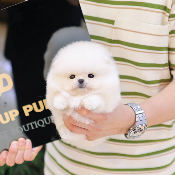 Pomeranian - Ppiyak (Female)