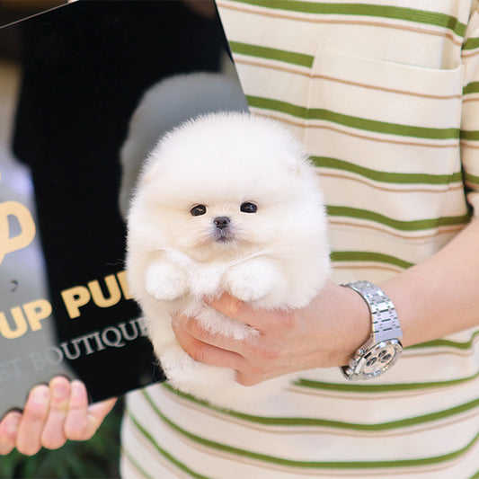 Pomeranian - Ppiyak (Female)
