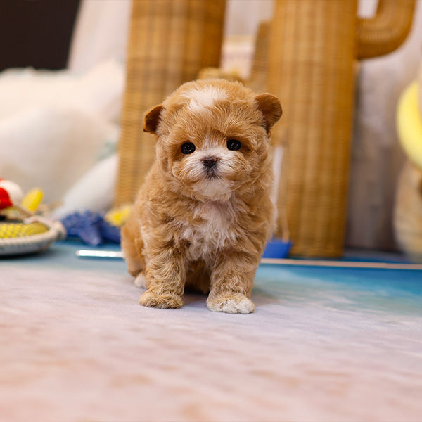 Maltipoo - Gorani (Male)