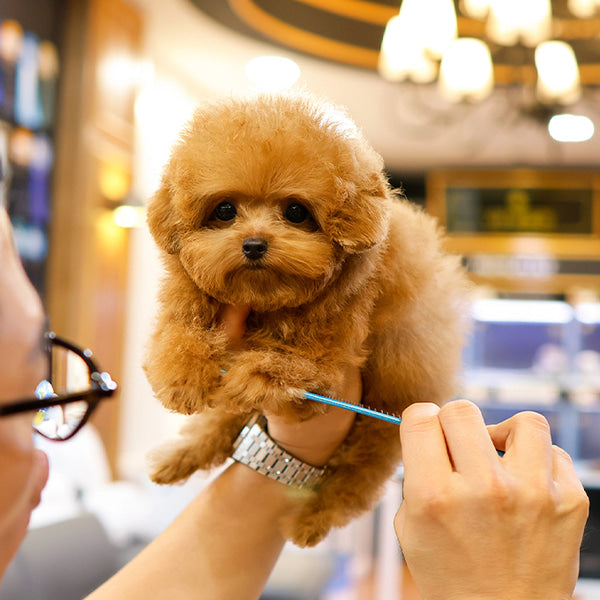 Poodle - Poko (Female)