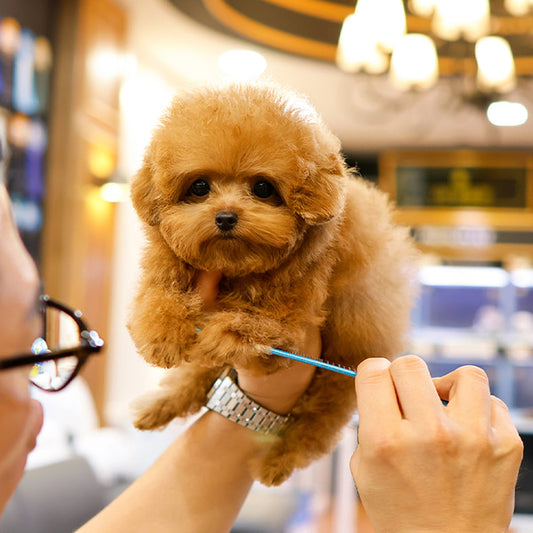 Poodle - Poko (Female)