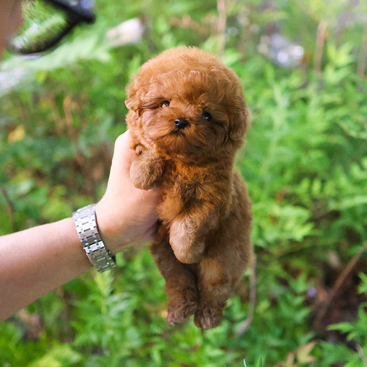Poodle - Bubu (Male)