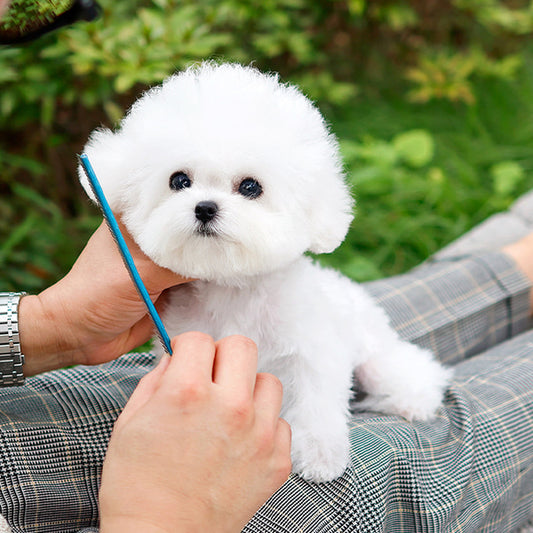 Bichon Frise - Tipi (Male)