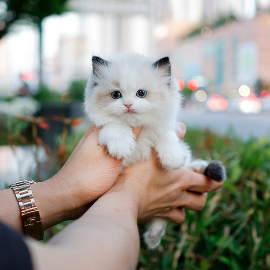 Ragdoll - Pulpul (Male)