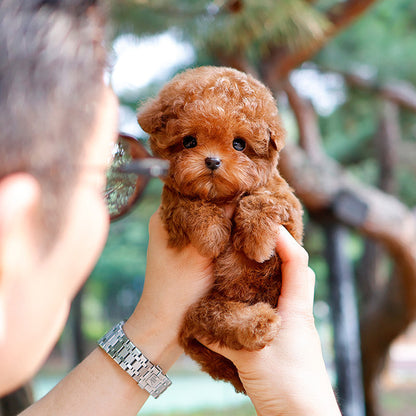 Poodle - Seungyu (Male)