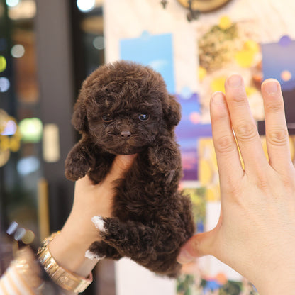 Poodle - Koa (Female)