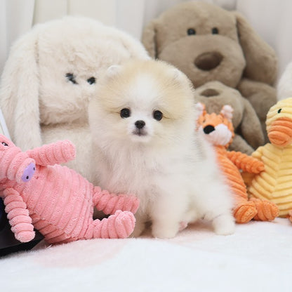 Pomeranian - Woky (Male)