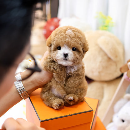 Poodle - Sangchu (Male)