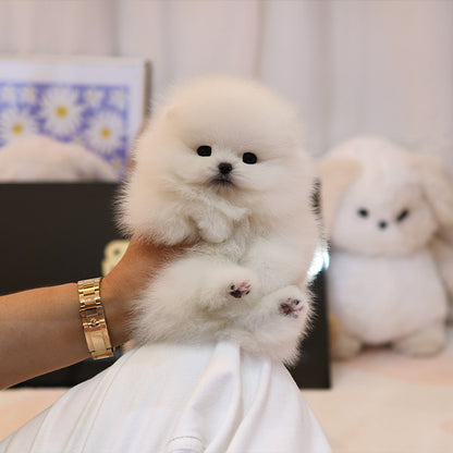 Pomeranian - Bboro (Male)