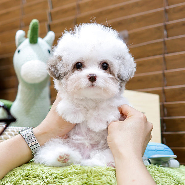 Poodle - Echi (Male)